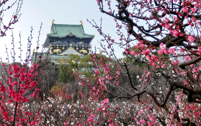 梅花-東京-大阪-京都-福岡-富士山-天滿宮-花期預測
